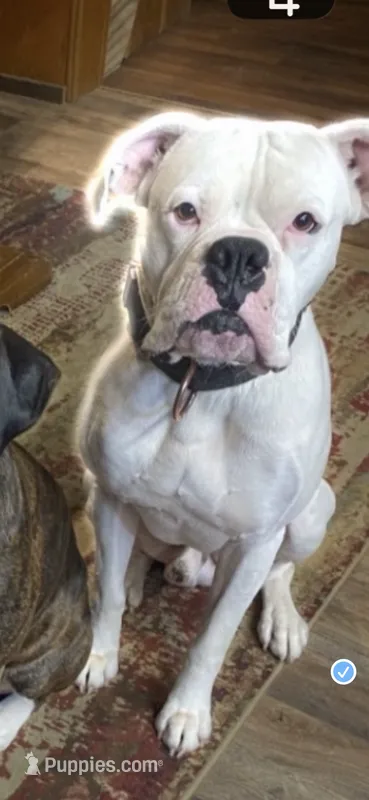 Tyson Ray – Boxer puppy for sale in Mount Morris, PA