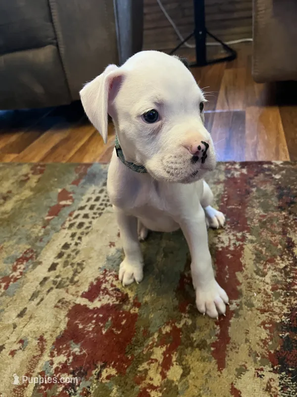 Blue – Boxer puppy for sale in Mount Morris, PA