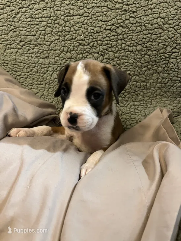 Fawn orange – Boxer puppy for sale in Mount Morris, PA