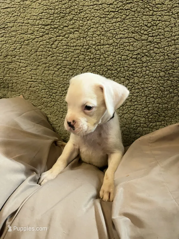 Black Coller – Boxer puppy for sale in Mount Morris, PA