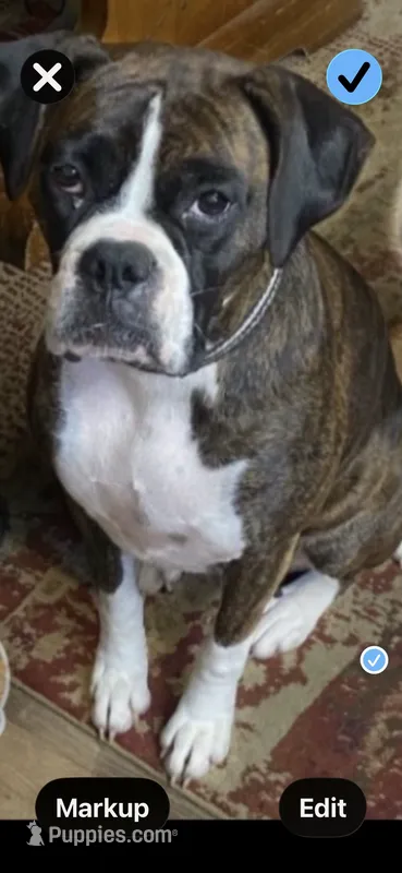 Sugar Ray – Boxer puppy for sale in Mount Morris, PA
