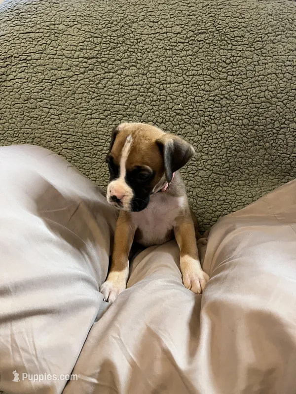 Pink Coller Fawn – Boxer puppy for sale in Mount Morris, PA