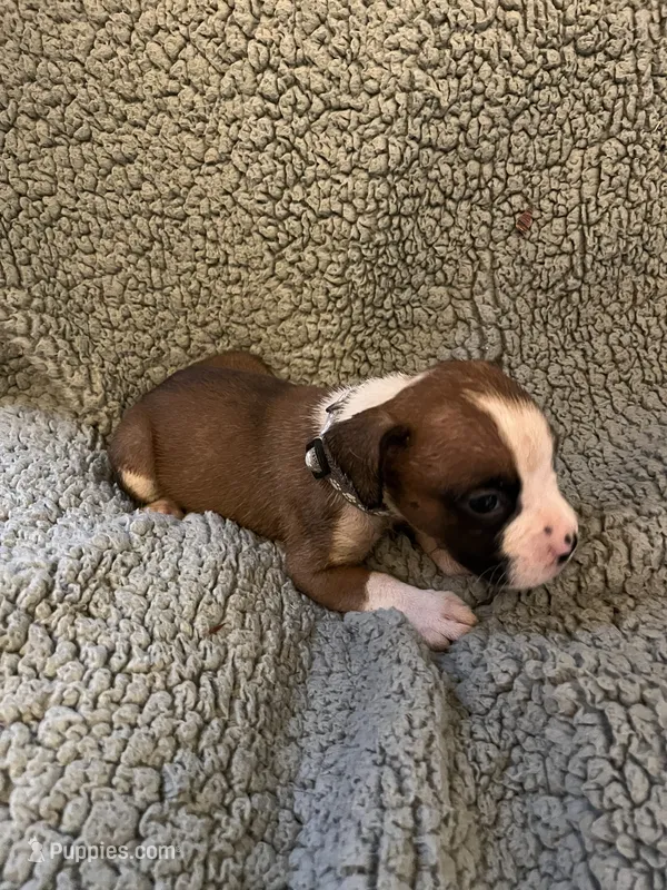 Fawn orange – Boxer puppy for sale in Mount Morris, PA