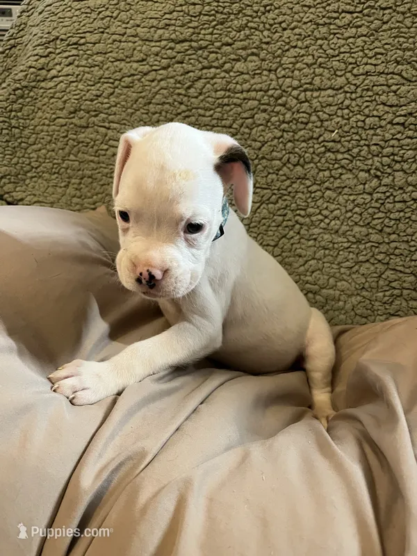 Green coller – Boxer puppy for sale in Mount Morris, PA