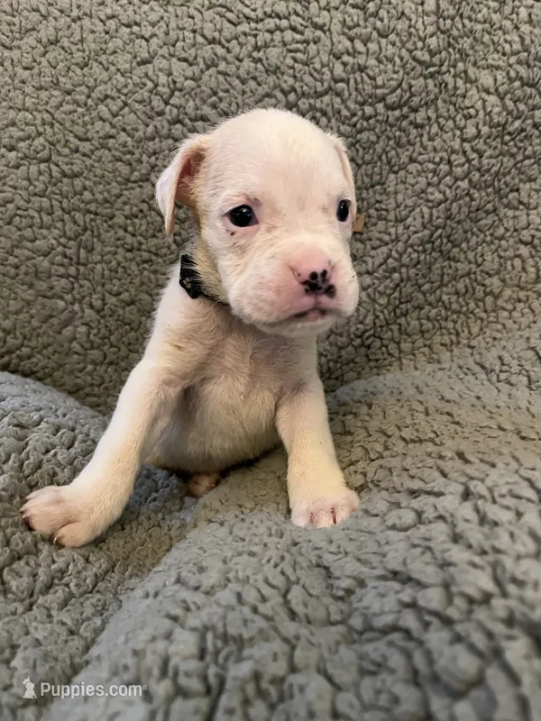 Black Coller – Boxer puppy for sale in Mount Morris, PA