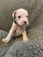 Black Coller, a male Boxer for sale in Mount Morris, PA – 1 of 1