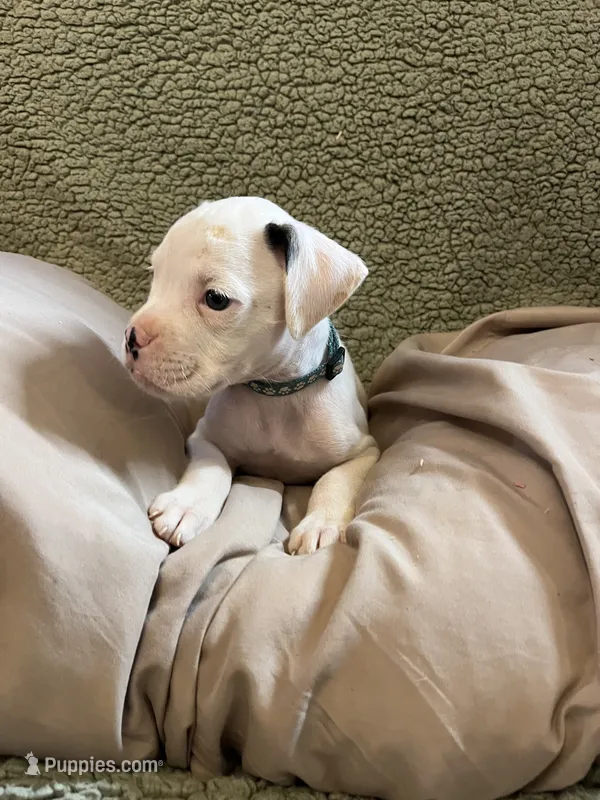 Blue – Boxer puppy for sale in Mount Morris, PA