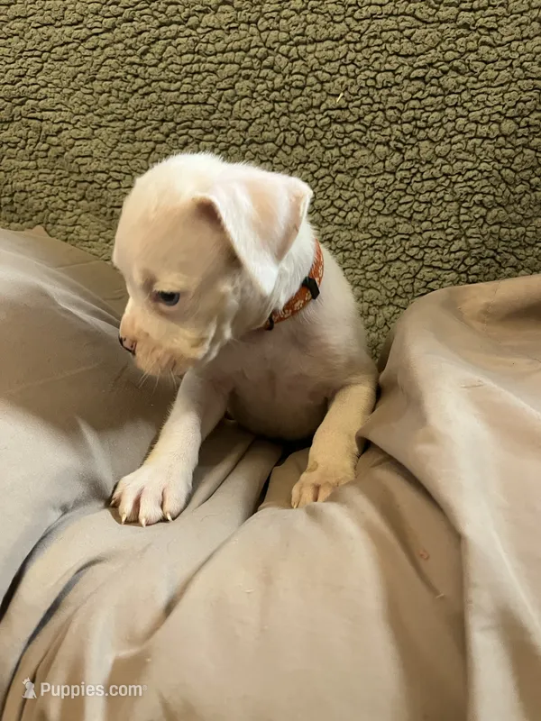 orange coller – Boxer puppy for sale in Mount Morris, PA
