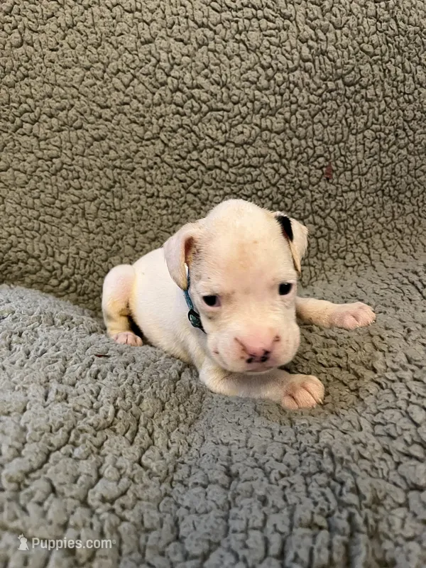Green coller – Boxer puppy for sale in Mount Morris, PA