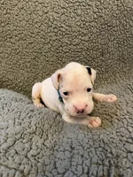 Green coller, a male Boxer for sale in Mount Morris, PA – 1 of 1