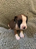 Brindle Gray Coller, a female Boxer for sale in Mount Morris, PA – 1 of 1