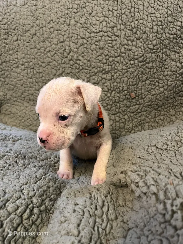 orange coller – Boxer puppy for sale in Mount Morris, PA