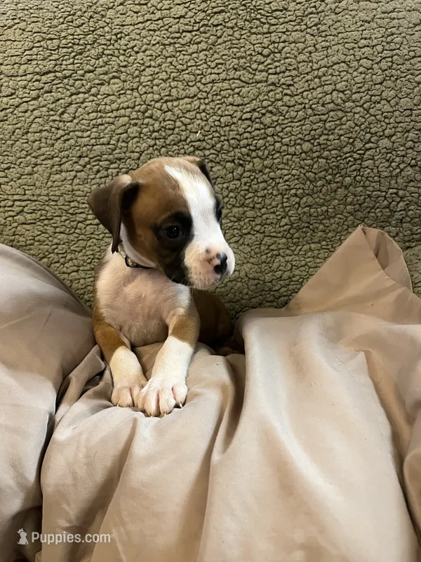 Brindle Gray Coller – Boxer puppy for sale in Mount Morris, PA