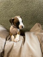 Dark  Fawn, a female Boxer for sale in Mount Morris, PA – 1 of 1