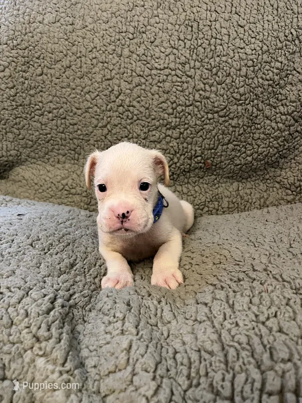Blue – Boxer puppy for sale in Mount Morris, PA