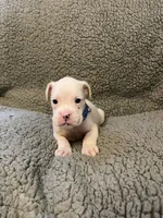 Blue, a male Boxer for sale in Mount Morris, PA – 1 of 1