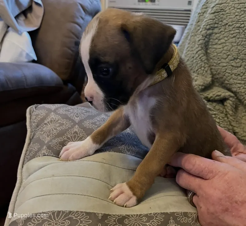 Yellow  collar – Boxer puppy for sale in Mount Morris, PA