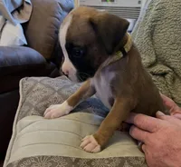 Yellow  collar, a female Boxer for sale in Mount Morris, PA – 1 of 1