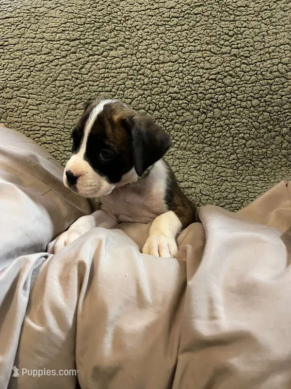 Brindle Green Coller – Boxer puppy for sale in Mount Morris, PA