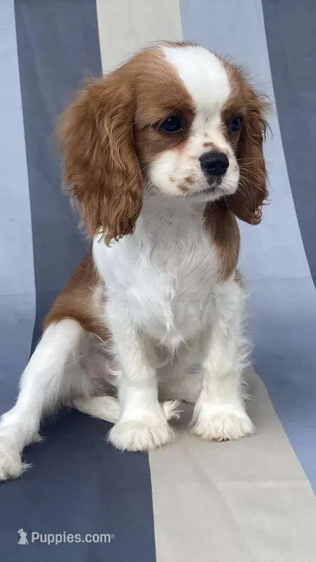 Nax – Cavalier King Charles Spaniel puppy for sale in San Diego, CA