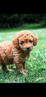 Oakley , a male Cockapoo for sale in Conestoga, PA – 2 of 2