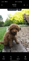 Arrow , a male Cockapoo for sale in Conestoga, PA – 3 of 3