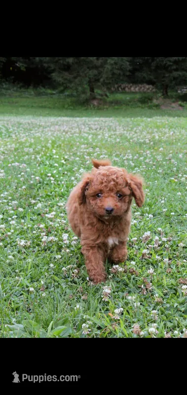 Arrow , a male Cockapoo for sale in Conestoga, PA – 1 of 3