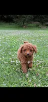 Arrow , a male Cockapoo for sale in Conestoga, PA – 1 of 3