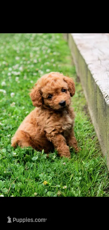 Oakley  – Cockapoo puppy for sale in Conestoga, PA