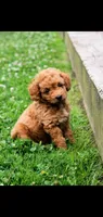 Oakley , a male Cockapoo for sale in Conestoga, PA – 1 of 2