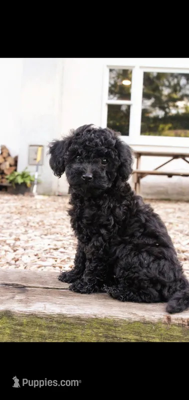 Blossom  – Cockapoo puppy for sale in Conestoga, PA