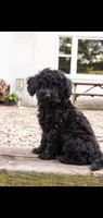 Blossom , a female Cockapoo for sale in Conestoga, PA – 1 of 2