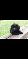 Blossom , a female Cockapoo for sale in Conestoga, PA – 2 of 2