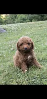 Arrow , a male Cockapoo for sale in Conestoga, PA – 2 of 3