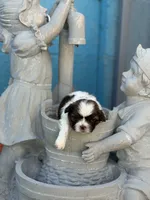 Ella, a female Shih Tzu for sale in Las Vegas, NV – 10 of 10