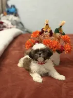 Minnie , a female Shih Tzu for sale in Las Vegas, NV – 5 of 9