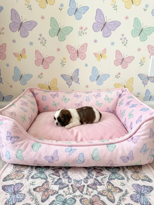 Minnie – Shih Tzu puppy for sale in Las Vegas, NV