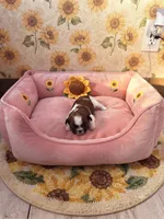 Star, a female Shih Tzu for sale in Las Vegas, NV – 3 of 4