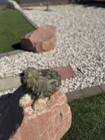 Tigger, a male Shih Tzu for sale in Las Vegas, NV – 4 of 8