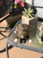 Pooh, a male Shih Tzu for sale in Las Vegas, NV – 10 of 10