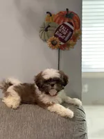 Minnie , a female Shih Tzu for sale in Las Vegas, NV – 7 of 9
