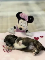 Ariel, a female Shih Tzu for sale in Las Vegas, NV – 5 of 10