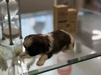 Toby, a male Shih Tzu for sale in Las Vegas, NV – 7 of 9