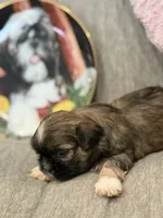 Pooh, a male Shih Tzu for sale in Las Vegas, NV – 4 of 10
