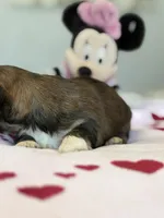 Ariel, a female Shih Tzu for sale in Las Vegas, NV – 8 of 10