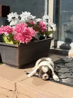 Ella, a female Shih Tzu for sale in Las Vegas, NV – 6 of 10