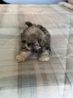 Tigger, a male Shih Tzu for sale in Las Vegas, NV – 3 of 8
