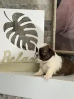 Minnie, a female Shih Tzu for sale in Las Vegas, NV – 8 of 10
