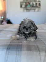 Tigger, a male Shih Tzu for sale in Las Vegas, NV – 6 of 8