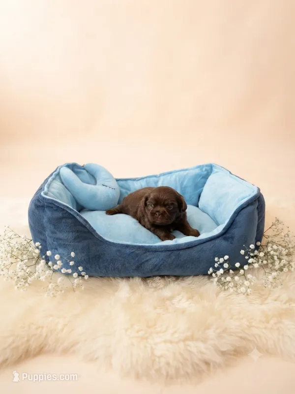 Yogi Bear  – Shih Tzu puppy for sale in Las Vegas, NV